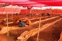 Field Preparation under Shednet