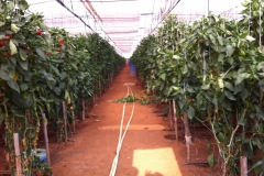 Capsicum Cultivation under Shednet