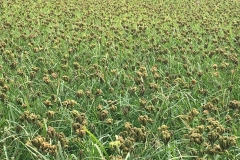 Ragi Cultivation in Large Scale